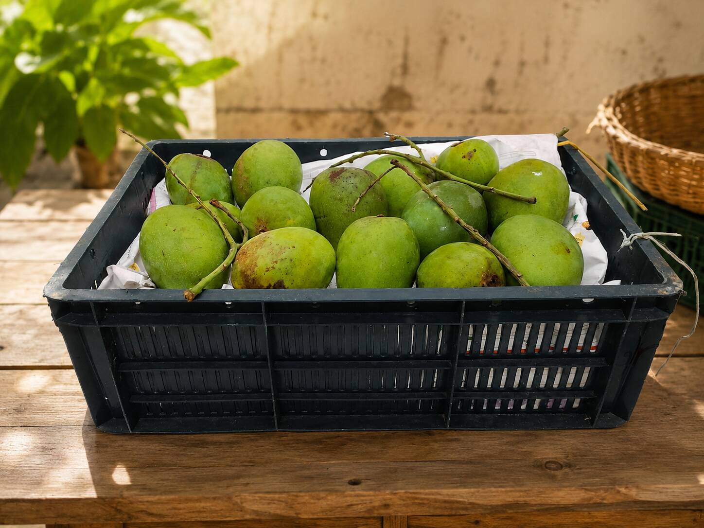Himsagar Mangoes
