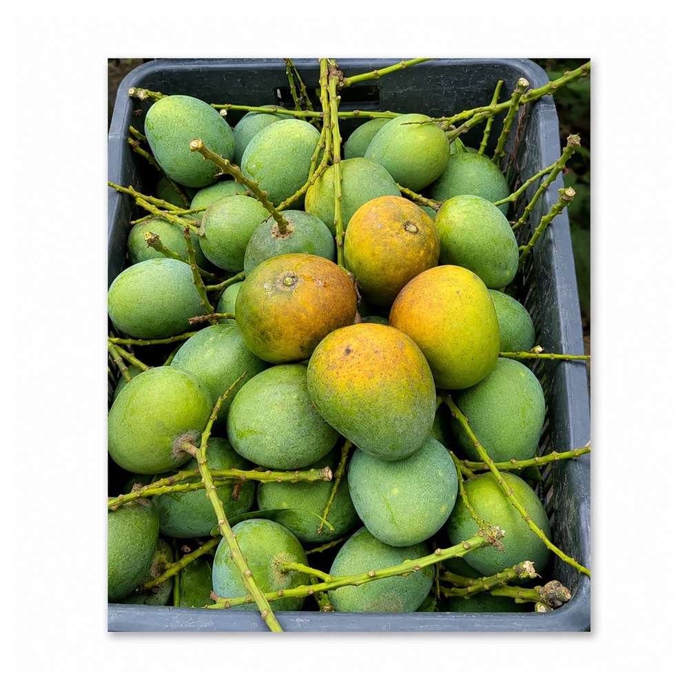 ৪. নিরাপদ অর্ডার